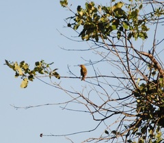 Chloris chloris