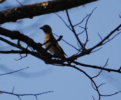 Carduelis carduelis