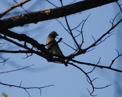 Carduelis carduelis