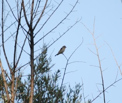 Carduelis carduelis