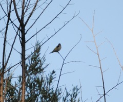 Carduelis carduelis