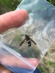 Paranthrene tabaniformis