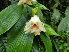 Sobralia tamboana