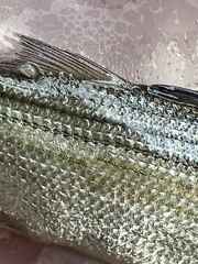 Morone mississippiensis