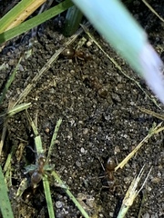 Prenolepis imparis