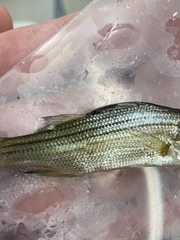 Morone mississippiensis