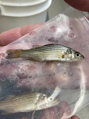 Morone mississippiensis