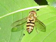 Syrphus knabi