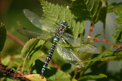 Aeshna palmata