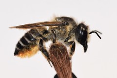 Megachile frigida