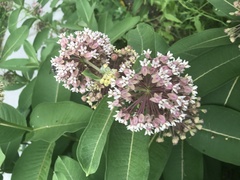 Asclepias syriaca