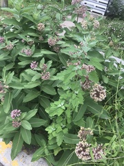 Asclepias syriaca