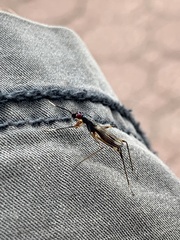 Rainieria antennaepes