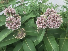 Asclepias syriaca