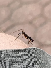Rainieria antennaepes