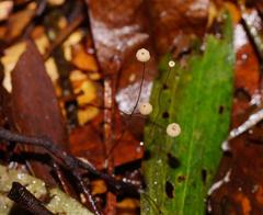 Marasmius crinis-equi