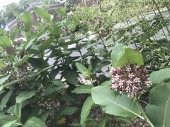 Asclepias syriaca