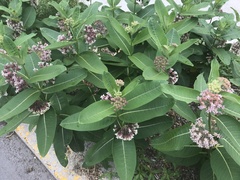 Asclepias syriaca