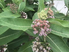 Asclepias syriaca