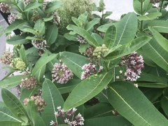 Asclepias syriaca
