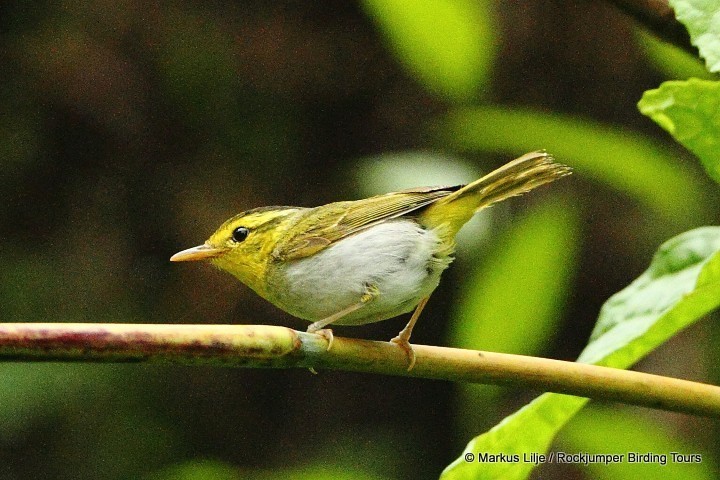 Yellow-vented Warbler (Phylloscopus cantator) photo