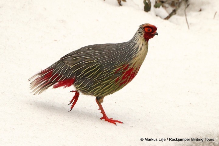 Blood Pheasant