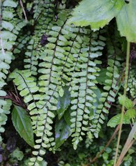 Asplenium tripteropus