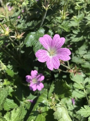 Geranium × oxonianum