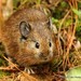 Large-eared Pika - Photo (c) Markus  Lilje, some rights reserved (CC BY-NC-ND), uploaded by Markus  Lilje