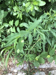 Calycomyza promissa
