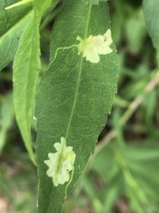 Calycomyza promissa