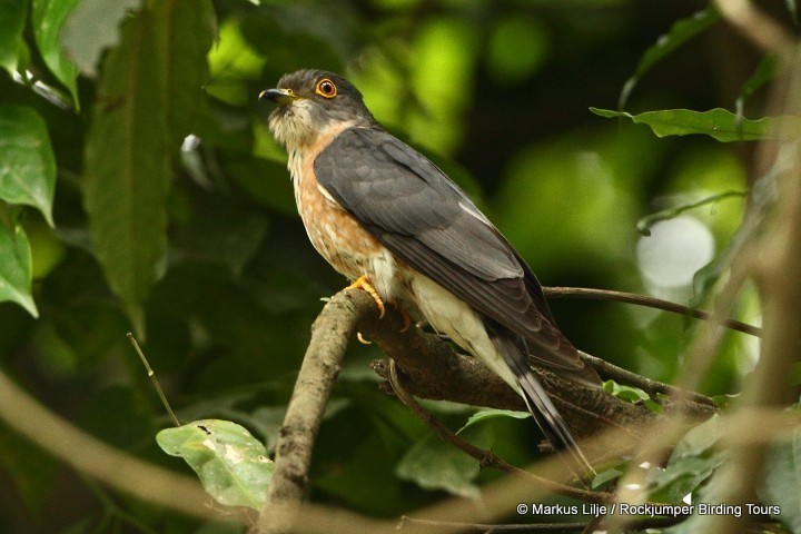 Hodgson's Hawk-Cuckoo photo