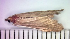 Anania mysippusalis
