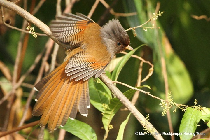 Rusty-fronted Barwing (Actinodura egertoni) · iNaturalist