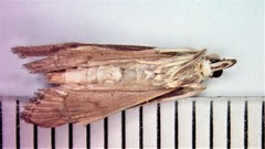 Anania mysippusalis