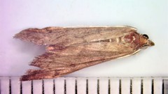 Anania mysippusalis