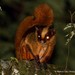 Bhutan Giant Flying Squirrel - Photo (c) Markus  Lilje, some rights reserved (CC BY-NC-ND), uploaded by Markus  Lilje