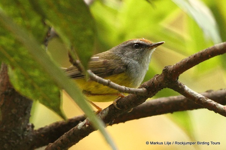 Broad-billed Warbler (Tickellia hodgsoni) photo