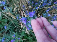 Echium vulgare
