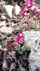 Dicentra peregrina