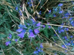 Echium vulgare