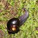 Otway Black Snail - Photo (c) Reiner Richter, some rights reserved (CC BY-NC-SA), uploaded by Reiner Richter