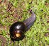 Otway Black Snail - Photo (c) Reiner Richter, some rights reserved (CC BY-NC-SA), uploaded by Reiner Richter