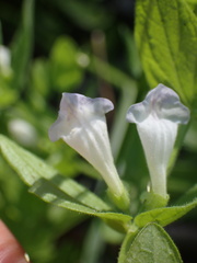 Scutellaria bolanderi