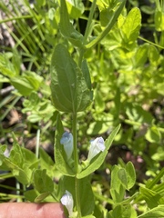 Scutellaria bolanderi