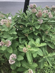 Asclepias syriaca