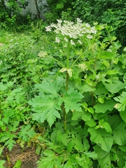 Heracleum sosnowskyi