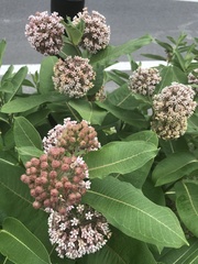 Asclepias syriaca