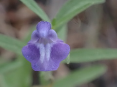 Scutellaria siphocampyloides