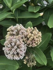 Asclepias syriaca